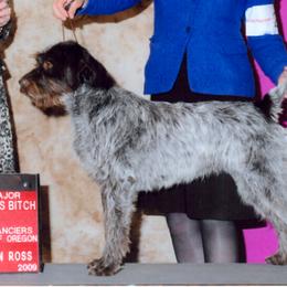 Wirehaired Pointing Griffon All Grown Up from Ear Mountain Griffons