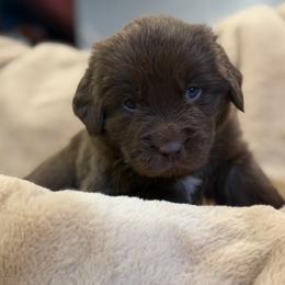 Boy 5 - male Newfoundland puppy in Brandenburg, Kentucky from Amanda's Newfoundlands