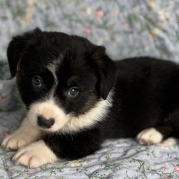 Jett - Black and white male Cardigan Welsh Corgi puppy in Hope, Arkansas from Foxy Knoll Farm