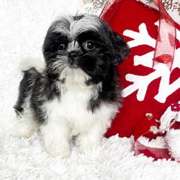 AKC Betty - Black and white female Shih Tzu puppy in Greenville, South Carolina from Babyface Shih Tzu