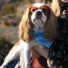 Riley - Cavalier King Charles Spaniel