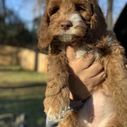 Australian Labradoodle Puppies from Semper Doodles