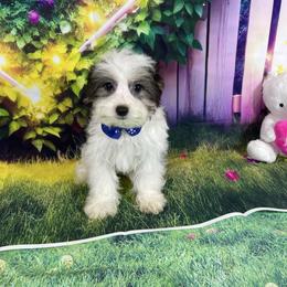Ossito - Black & tan tri-color male Morkie puppy in Davie, Florida from Sweet Peluditos