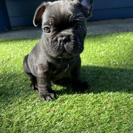 French Bulldog All Grown Up from Frenchie Tempest