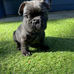 French Bulldog All Grown Up from Frenchie Tempest