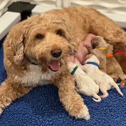 Boy 3 - male Australian Labradoodle puppy in Bend, Oregon from High Desert Labradoodles