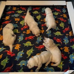 Golden Retrievers from Bluebonnet Goldens