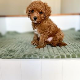 Cavapoo Puppies from Cutiepie Cavapoos