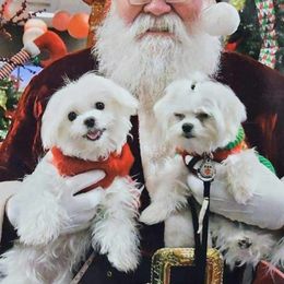 Maltese, Maltipoos, and Poodles from C&Js Tiny Toys