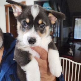 Pembroke Welsh Corgi Puppies from Shelly Bean Corgis