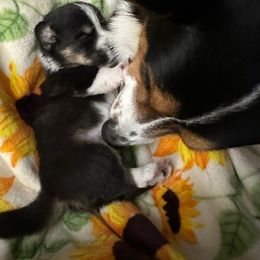 Cardigan Welsh Corgi Puppies from Wasatch
