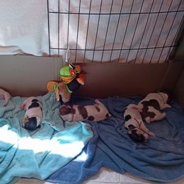 Teddy Roosevelt Terrier Puppies from Wabbitfire Teddy Roosevelt Terriers