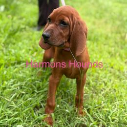 Bambi - Red female Redbone Coonhound puppy in Mount Pleasant, Texas from Harmons Hounds