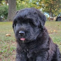 Poblano - Black male Bouvier des Flandres puppy in Drury, Missouri from Black Bears Critters