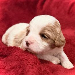 Sleepy - Parti female Goldendoodle puppy in Bradenton, Florida from Christianna’s Mini Goldendoodles
