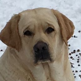 Labrador Retrievers and Pomeranians from Humehill Labrador Retrievers