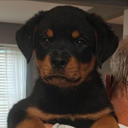 Orange female - Black and mahogany female Rottweiler puppy in Michie, Tennessee from Schone Rasse Rottweilers