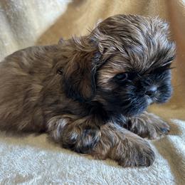 Shih Tzu Puppies from Prestige Shih Tzu Family