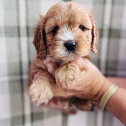 Flannel - Red female Cavapoo puppy in Statesville, North Carolina from Circle T Ranch K9s
