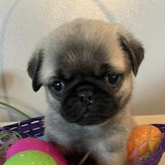 Pugs from North’s Nitro Pugs