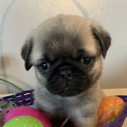 Pugs from North’s Nitro Pugs