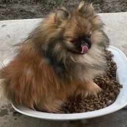 Luca - Pomeranian