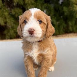 Pink Girl - Caramel cream female Australian Labradoodle puppy in West Union, South Carolina from Golden Corner Labradoodles, LLC