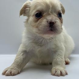 Icey - White female French Bulldog puppy in San Leandro, California from City of Frenchies