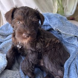 Heath - Liver male Miniature Schnauzer puppy in Plattsmouth, Nebraska from Stearns Parti Mini Schnauzer's