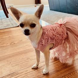 Chihuahua Puppies from Small and Mighty Chihuahuas