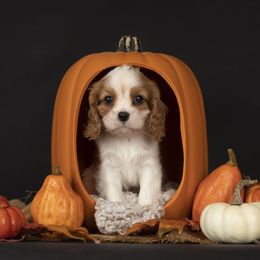 Mia - Blenheim female Cavalier King Charles Spaniel puppy in Katy, Texas from Katy Cavaliers