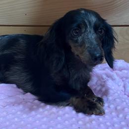 Dachshund puppies from Mountain Farm Dachshunds