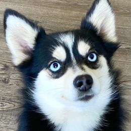 Cookie - Pomsky