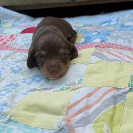 Slate - Chocolate and cream male Dachshund puppy in Squires, Missouri from Hudson’s Hounds