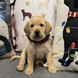 Honor - Labrador Retriever puppy from Morrison Labrador Retreivers