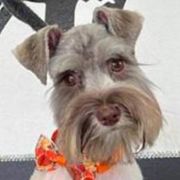 Yoko - Miniature Schnauzer