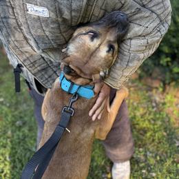 Remy - xDutch Shepherd