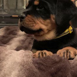 Rottweiler Puppies from Von Schonen Rottweilers