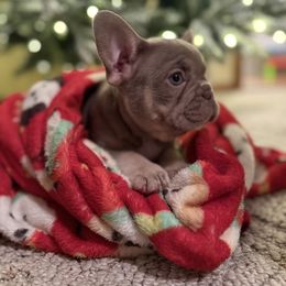 Bulldog and French Bulldog Puppies from Midwest Monster Made Bulldogs