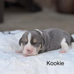 Kookie - Blue and white female Beagle puppy in Mansfield, Missouri from Rippee Creek Kennel