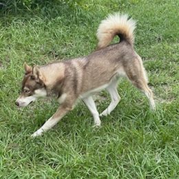 Venus - Siberian Husky