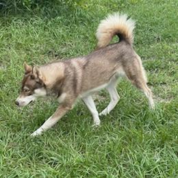 Venus - Siberian Husky