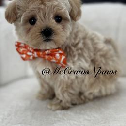 Michelangelo - Apricot male Maltipoo puppy in Hesperia, California from McCraws N Paws