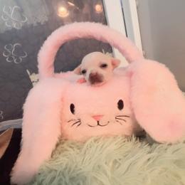 Yeti Cream White Female - Cream and white female Chihuahua puppy in Huntington Beach, California from Amore Chihuahuas