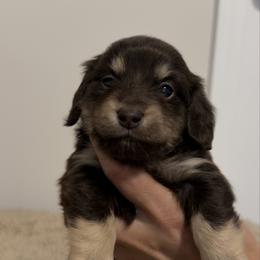 Mila - Chocolate and tan female Dachshund puppy in Lawrenceville, Georgia from Chivi Paws