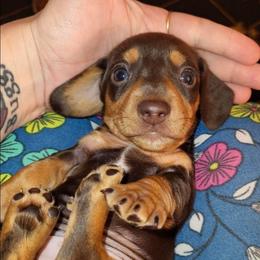 Roger - Chocolate and tan male Dachshund puppy in Suffolk, Virginia from Mini Love Bugs