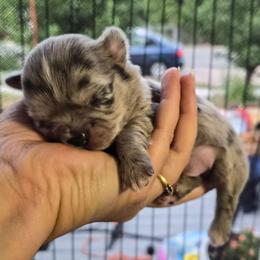 Vinny - Merle male Chihuahua puppy in Silver Summit, Utah from Snow Peak Kennel