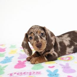 Chocolate and tan dapple male - Dapple male Dachshund puppy in Belle Rive, Illinois from Akin's Miniature Dachshunds, LLC