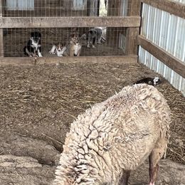 Collie Puppies from KLW Farm & Kennels