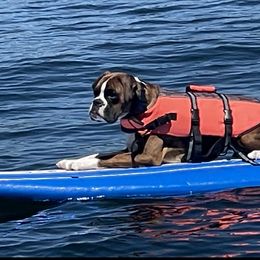 Boxer Puppies from Von Royal Dell’Infinite